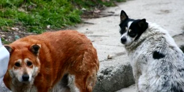 Câinii au supravieţuit otravei pentru că au fost descoperiţi la timp (foto: arhivă)