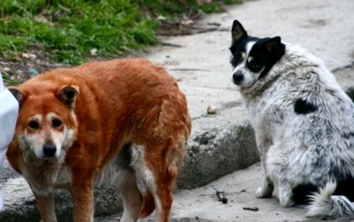 Câinii au supravieţuit otravei pentru că au fost descoperiţi la timp (foto: arhivă)