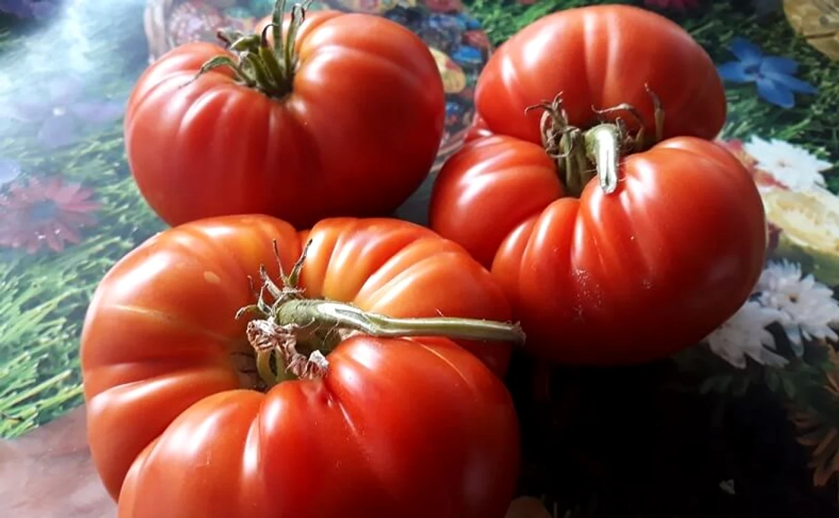 Soiul de tomate “Inimă de Bou” este înregistrat acum în Franţa