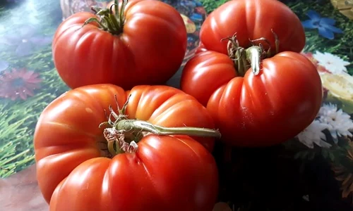 tomate 1 jpeg
