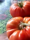 tomate 1 jpeg