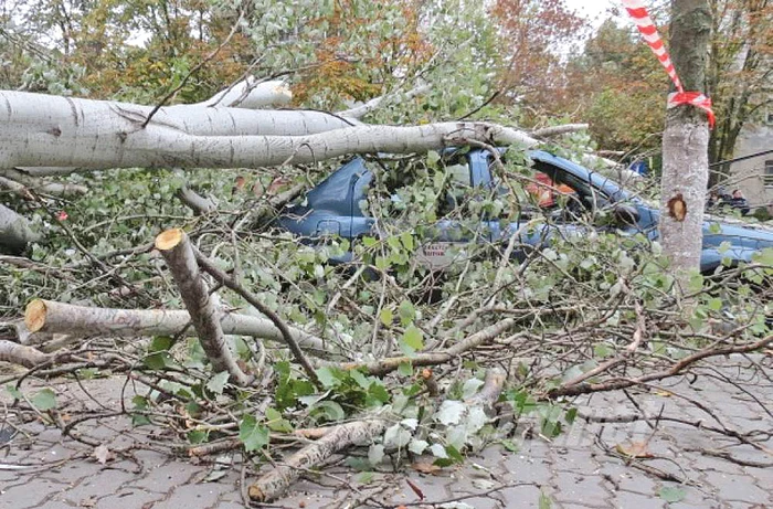 Acesta este copacul care a luat o viață