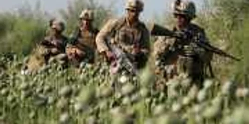 soldati nato culturi de mac afganistan