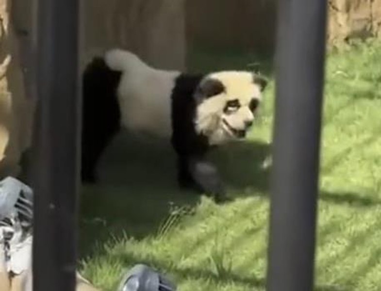 O grădină zoologică din China a vopsit câini și i-a prezentat drept urși panda, pentru a atrage vizitatori