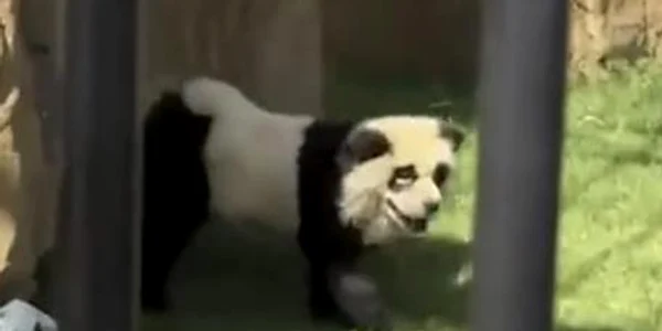 caini panda jpg