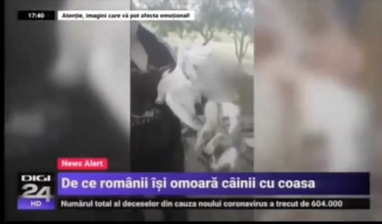FOTO Pagina de Media