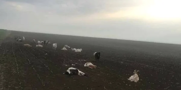 40 de capre au fost omorâte intenţionat de un bărbat din Dolj