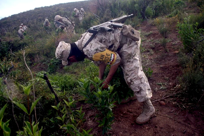 Soldaţi mexicani distrugând o plantaţie de marijuana FOTO EPA-EFE