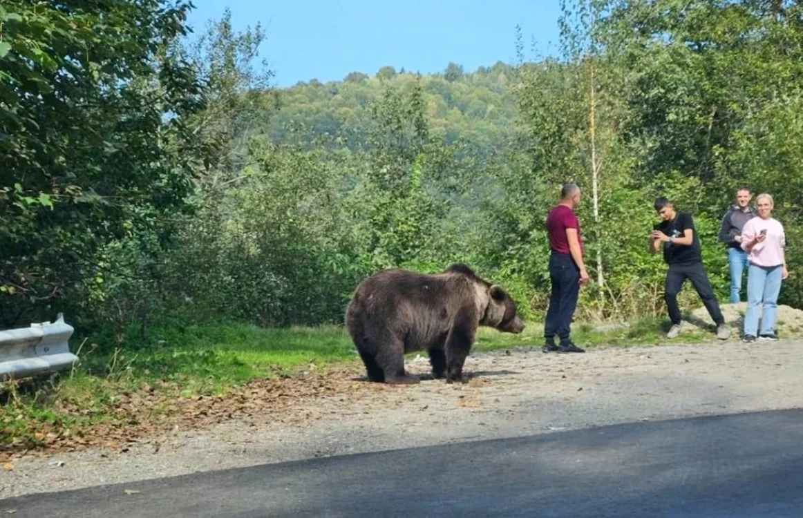 Turiști la un pas să fie sfâșiați de un urs pe Transfăgărășan Captură video TikTok