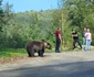Turiști la un pas să fie sfâșiați de un urs pe Transfăgărășan Captură video TikTok
