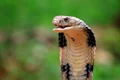 cobra regala jpeg