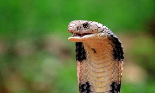cobra regala jpeg