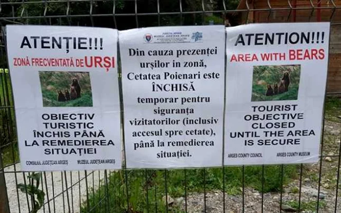 Ministerul Mediului şi-a dat acordul pentru relocarea urşilor care
au speriat turiştii la Cetatea Poenari. Sălbăticiunile vor ajunge la
Bratia şi Râuşor