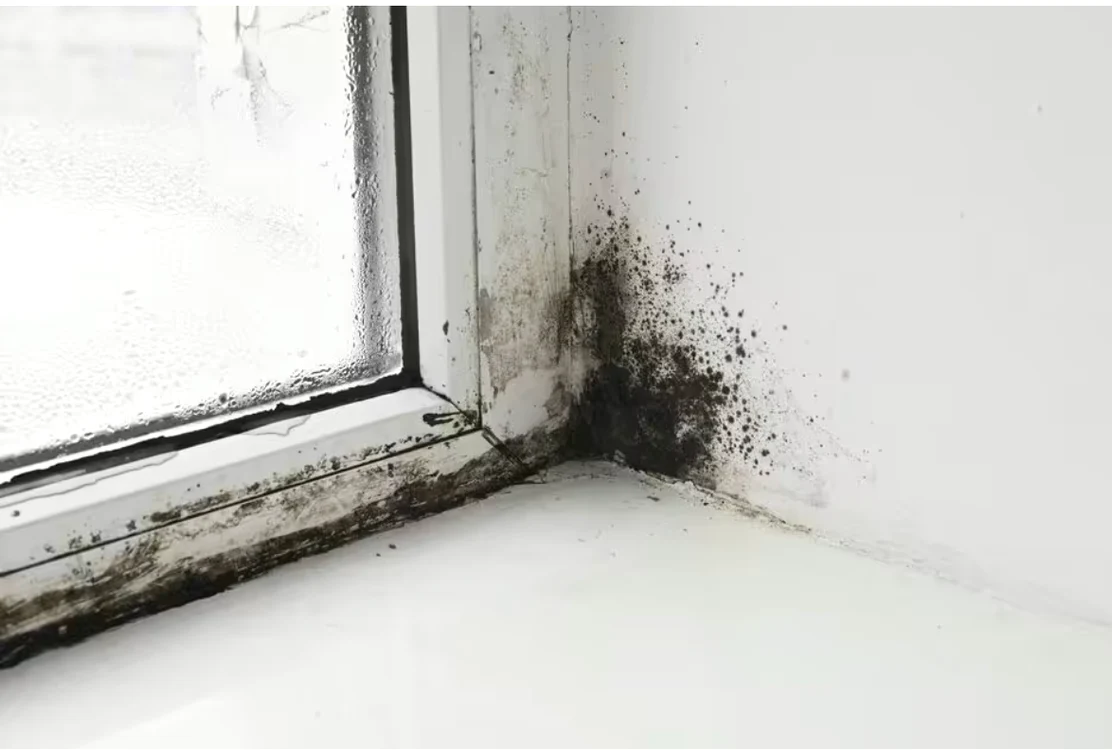 Pașii corecți pentru a scăpa definitiv de mucegai / foto: arhiva Click!