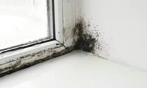 mucegai la geamuri png