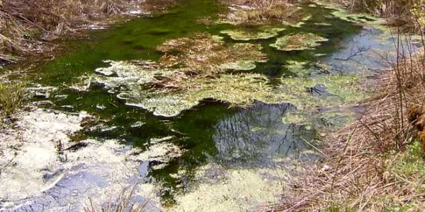 balta vrajitoarelor