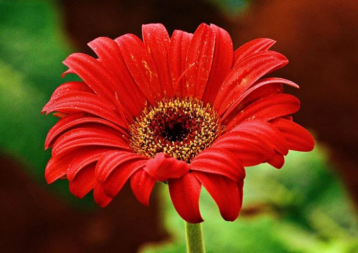 Plante care purifică aerul în casă Gerbera