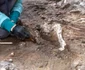 Două schelete ale unor ecvide, descoperite în brutăria complexului Casti Amanti (© Facebook / Pompeii - Parco Archeologico)