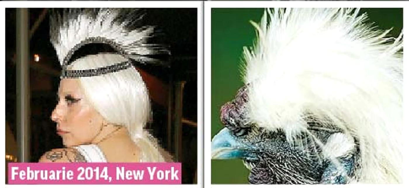 lady gaga
