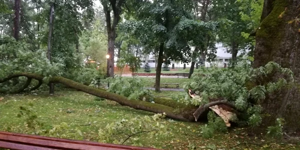 furtuna in bistrita  2