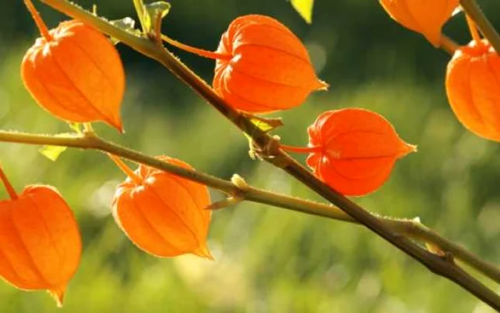 Ashwaganda (Withania somnifera). Sursă foro: Food NDTV