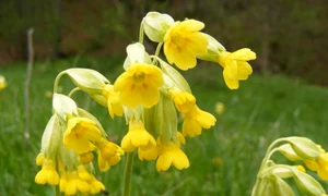 ciubotica cucului jpeg