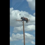 Imagini neobișnuite în SUA. Un urs care s-a cățărat pe un stâlp de electricitate a devenit viral pe internet FOTO captura video X