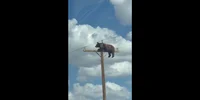 Imagini neobișnuite în SUA. Un urs care s-a cățărat pe un stâlp de electricitate a devenit viral pe internet FOTO captura video X