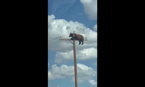 Imagini neobișnuite în SUA. Un urs care s-a cățărat pe un stâlp de electricitate a devenit viral pe internet FOTO captura video X