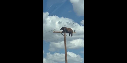 Imagini neobișnuite în SUA. Un urs care s-a cățărat pe un stâlp de electricitate a devenit viral pe internet FOTO captura video X