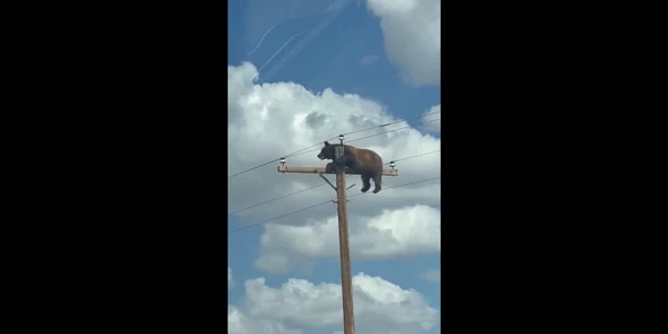 Imagini neobișnuite în SUA. Un urs care s-a cățărat pe un stâlp de electricitate a devenit viral pe internet FOTO captura video X