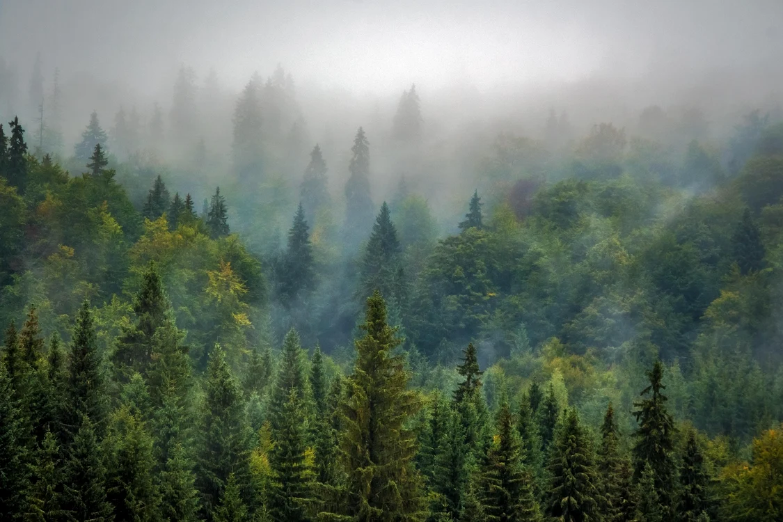 Pădure veche. Foto: Pixabay.com