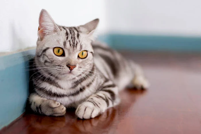 American Shorthair / foto: IStock