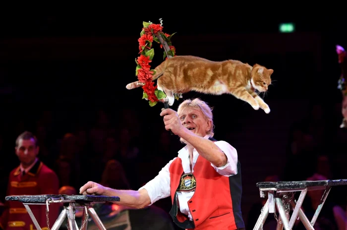 Johnny Fischer execută un număr în timpul premierei spectacolului Wunderwelt der Manege (Minunata lume a a arenei) la circul Krone în Munchen Germania FOTO Guliver/Getty Images