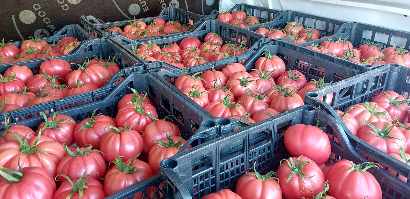 Tomate livrate, vara trecută, către supermarket  FOTO: arhiva G. Domnicu