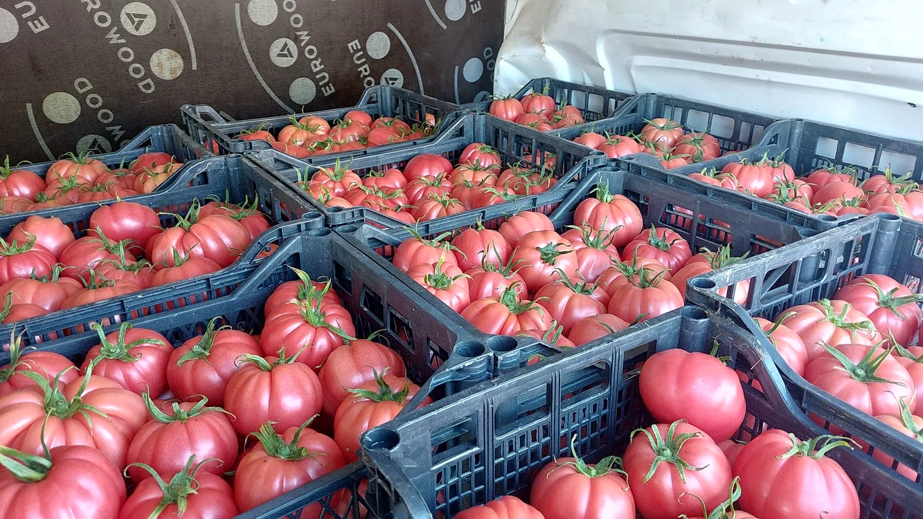 Roșii așezate frumos în lădițe înainte de vânzare