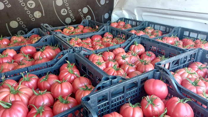 Roșii așezate frumos în lădițe înainte de vânzare