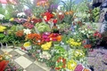 În florăriile din  nordul Capitalei,  pentru un trandafir  plătești 8 lei jpeg
