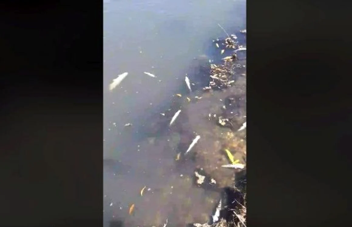 Captură video/facebook