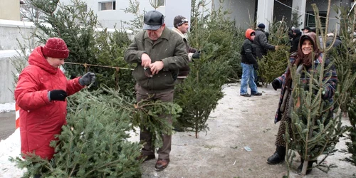 Brazii, la mare căutare în ajunul Sărbătorilor de iarnă