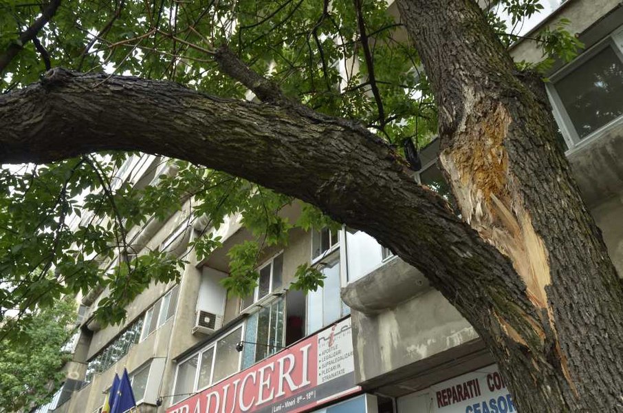 Un copac a căzut peste o femeie în Sectorul 3 