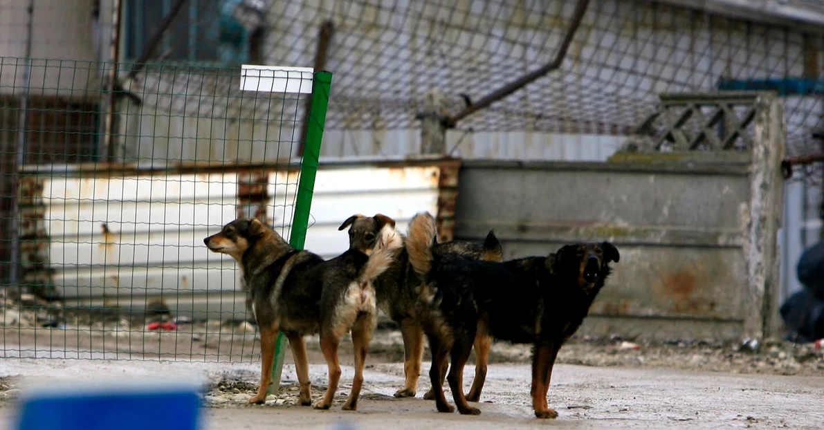 Un copil de 3 ani a fost atacat de o haită de câini în Galați FOTO: Arhivă