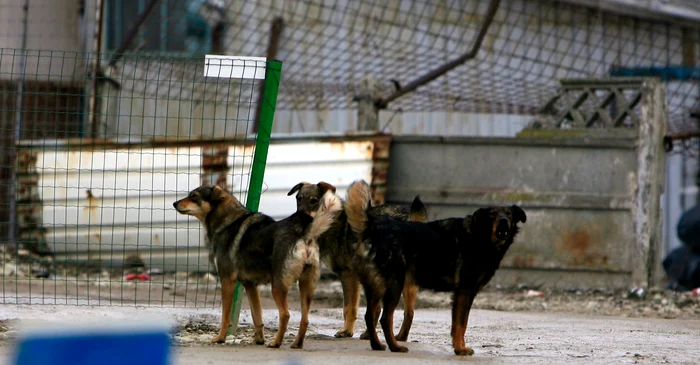 Copil de 3 ani, atacat de o haită de câini în Galați. Medicii se tem că își va pierde un ochi