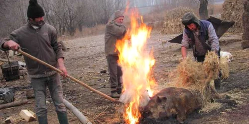 Porcul a fost tăiat tradiţional şi pârlit cu paie