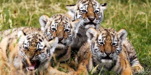 Patru pui de tigru siberian stau in iarba în timpul prezentării publice la Grădina zoologică din Berlin Germania FOTO AP