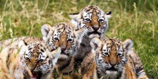 Patru pui de tigru siberian stau in iarba în timpul prezentării publice la Grădina zoologică din Berlin Germania FOTO AP