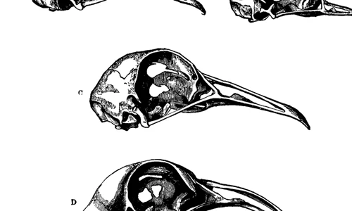 Între proiect inteligent și selecția naturală png