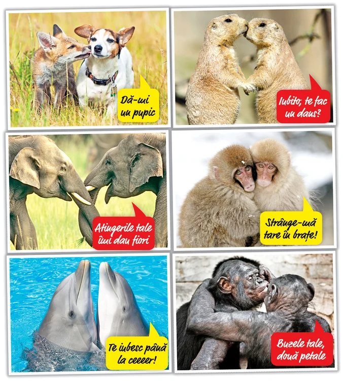 Fotografii: Photoland/Caters