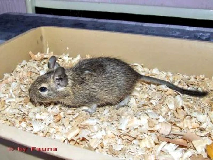 Veveriţele Degu măsoară maximum 24 de cm, cu tot cu coadă