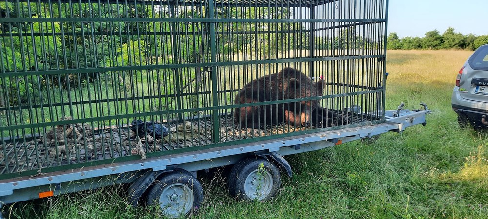 Al doilea urs capturat în comuna Măneciu în decurs de câteva zile. Animalul a fost relocat